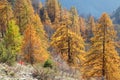 Autumn foliage in Maira valley cuneo italy Royalty Free Stock Photo