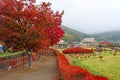 Autumn foliage at Maple corridor in Kawaguchiko Royalty Free Stock Photo