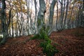 Autumn foliage in the beechwood