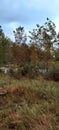 Autumn foliage near Lake in Fort Collins,Colorado