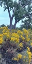 Autumn foliage near Lake in Fort Collins,Colorado