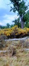 Autumn foliage near Lake in Fort Collins,Colorado