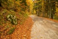 Autumn foliage, panoramic country road crossing a beech and conifer forest Royalty Free Stock Photo