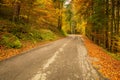 Autumn foliage, panoramic country road crossing a beech and conifer forest Royalty Free Stock Photo