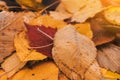 Autumn foliage after rain close-up in macro. Concept of arrival of autumn Royalty Free Stock Photo