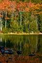 Autumn Foliage Reflected in Pond at Acadia National Park Royalty Free Stock Photo