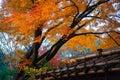 Autumn foliage in Rikugien Garden, Komagome, Tokyo Royalty Free Stock Photo