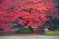 Autumn foliage in Rikugien Garden, Komagome, Tokyo Royalty Free Stock Photo