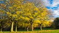 Autumn foliage at Roundhay Park Royalty Free Stock Photo
