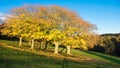 Autumn foliage at Roundhay Park Royalty Free Stock Photo