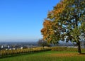 Autumn foliage on Schutterlindenberg, Lahr Ortenau