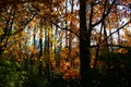 Autumn foliage and shadows