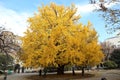 Autumn-foliage special feature, large yellow gold Ginkgo biloba tree leaves in The University of Tokyo in japan