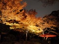Autumn-foliage special feature, maples in japan