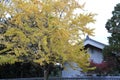 Autumn-foliage special feature, maples with temple in japan