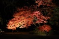 Autumn-foliage special feature, night red maples in Rikugien park in japan Royalty Free Stock Photo