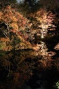 Autumn-foliage special feature, night red maples in Rikugien park in japan Royalty Free Stock Photo