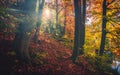 Autumn foliage with sunrays in the forest.