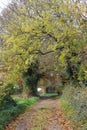 Autumn Foliage on Trees in Narrow Lane, Norfolk, England, UK