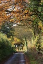 Autumn Foliage on Trees in Narrow Lane, Norfolk, England, UK