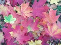 Autumn - foliages from colorful maple leaves and others. Royalty Free Stock Photo
