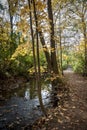 Autumn folliage on a ravine trail in Ontario