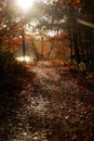 Autumn Footpath