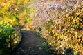 Autumn footpath