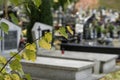 Nostalgic cemetery photo with blurred tombstones.