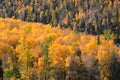 Autumn Forest Royalty Free Stock Photo