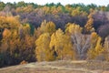 Autumn forest