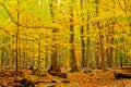 Autumn Forest Royalty Free Stock Photo