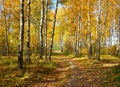 Autumn forest Royalty Free Stock Photo