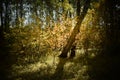 Autumn forest autumn day autumn noon Royalty Free Stock Photo
