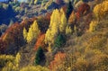 Jesenný les