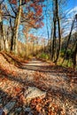 Autumn Forest Royalty Free Stock Photo