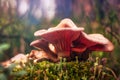 Mushrooms on green moss Royalty Free Stock Photo