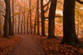 Autumn forest