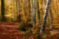 Autumn Forest Royalty Free Stock Photo