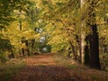 Autumn in forest Royalty Free Stock Photo