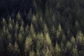 Autumn forest from above Royalty Free Stock Photo