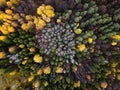 Autumn forest aerial drone view. Royalty Free Stock Photo