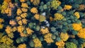 Autumn forest aerial drone view Royalty Free Stock Photo