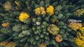 Autumn forest aerial drone view Royalty Free Stock Photo