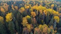 Autumn forest aerial drone view Royalty Free Stock Photo