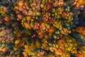 Autumn forest aerial drone view. Trees with colorful orange, red, yellow and green leaves. Fall landscape Royalty Free Stock Photo