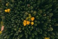 Autumn forest aerial view. Colorful trees from above. Fall scene. Yellow tree in green pine forest. Autumn landscape