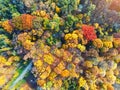 Autumn forest aerial view. Multicolored fall trees in city park. Beautiful colorful seasonal foliage. Autumnal vibrant riot of