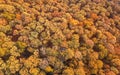 Autumn forest aerial view. Top View fall foliage. Royalty Free Stock Photo