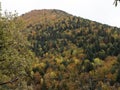 Autumn forest in the Aragonese Pyrenees. Forest with orange colors, autumn yellow Royalty Free Stock Photo